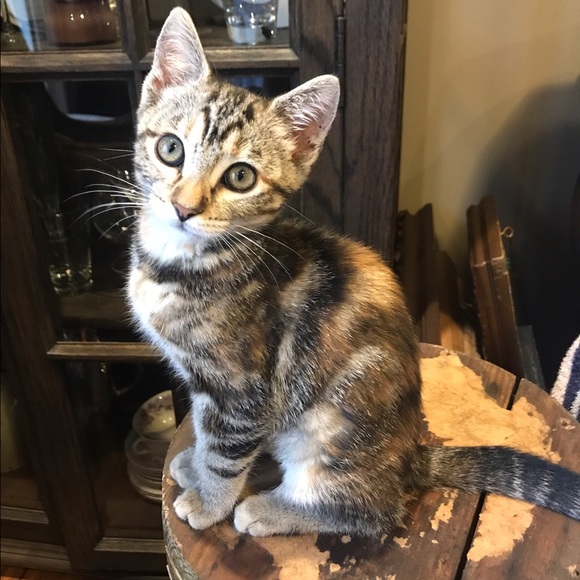 Meet your Posher, Kate - Picture 8 of 9