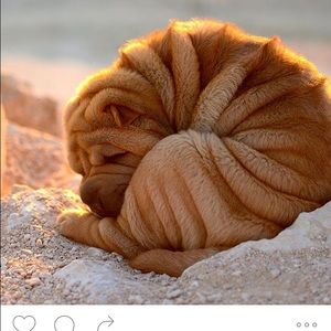 Meet your Posher, Sophie