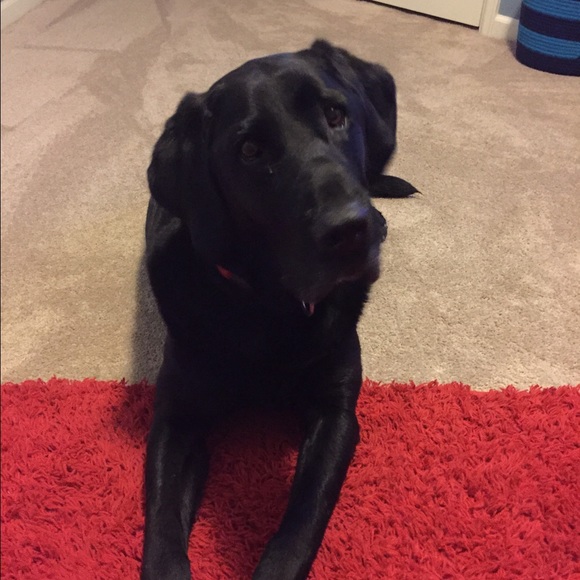 Meet your Posher, Katie - Picture 1 of 1