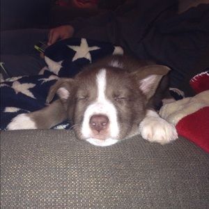 Meet your Posher, Jules