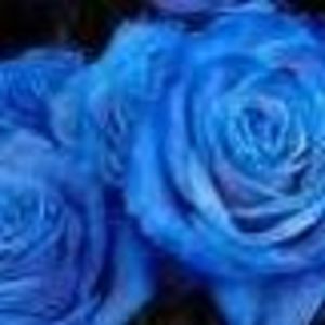 Meet your Posher, Ann