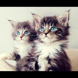 Meet your Posher, Kyla