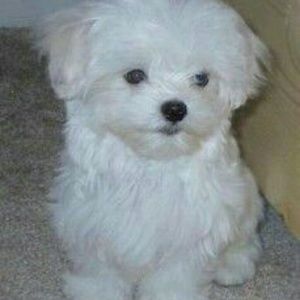 Meet your Posher, Karissa