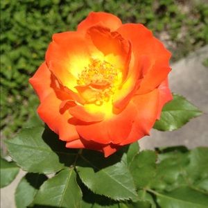 Meet your Posher, Sara