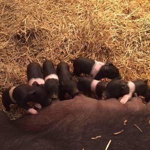 Meet your Posher, Racheal