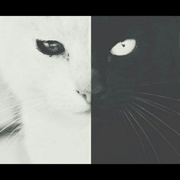 Meet your Posher, Olivia - Picture 1 of 1