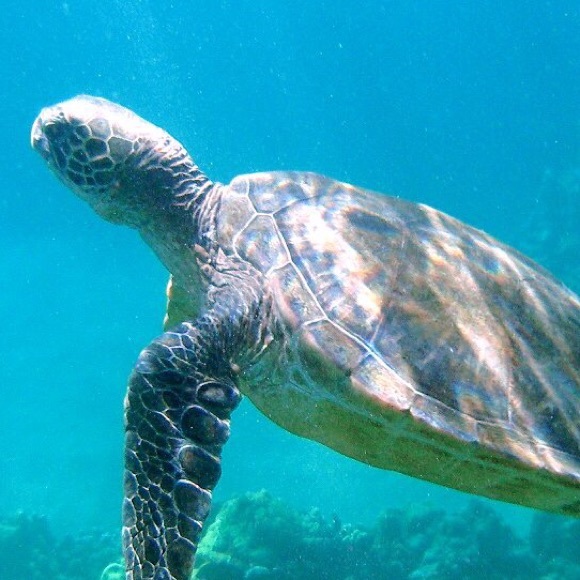 Meet your Posher, Sophia - Picture 1 of 1