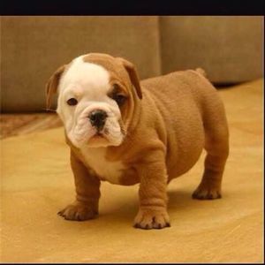 Meet your Posher, Natalial