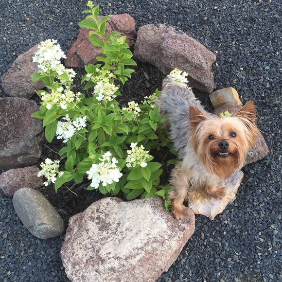 Meet your Posher, Emily - Picture 3 of 3