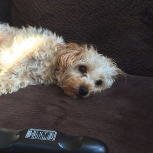 Meet your Posher, Grace