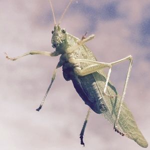 Meet your Posher, Riley