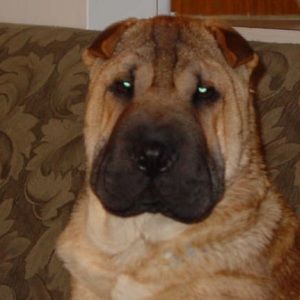 Meet your Posher, Dana