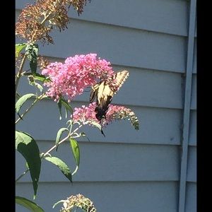 Meet your Posher, Julie