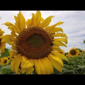 Meet your Posher, Tonya