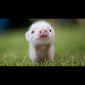 Meet your Posher, Peter