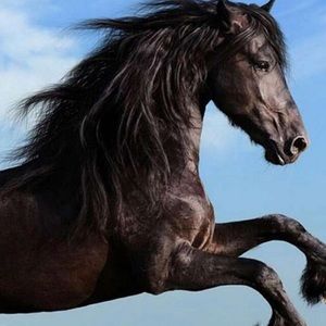 Meet your Posher, Kandi