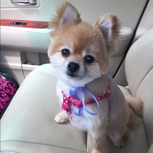 Meet your Posher, Lori