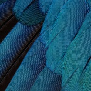 Meet your Posher, Vikram