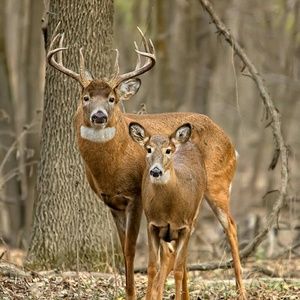 Meet your Posher, Hunter