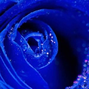 Meet your Posher, Aretha