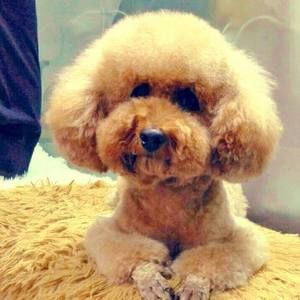 Meet your Posher, Yuan