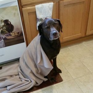 Meet your Posher, Davina