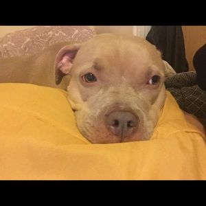 Meet your Posher, Ash