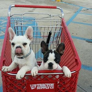 Meet your Posher, Maggie