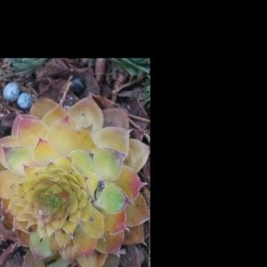 Meet your Posher, Elise