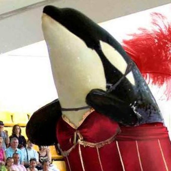 Meet your Posher, Betty - Picture 1 of 1