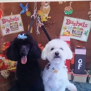 Meet your Posher, Barbara