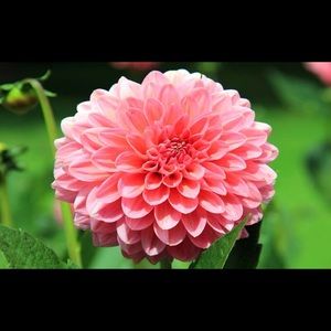 Meet your Posher, Kayley