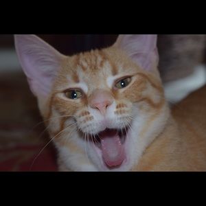 Meet your Posher, Hazel