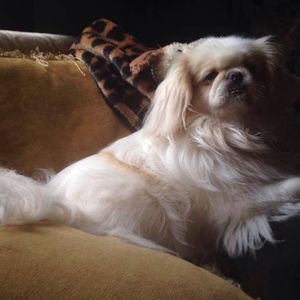 Meet your Posher, Danone