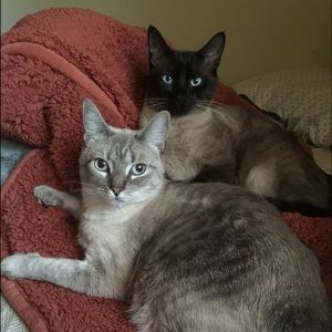 Meet your Posher, Sami