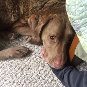 Meet your Posher, Faye