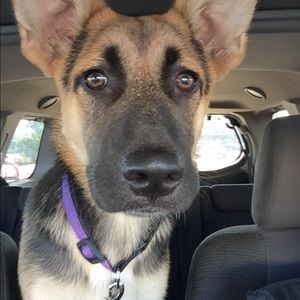 Meet your Posher, Daniel