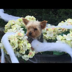 Meet your Posher, Kim