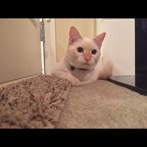 Meet your Posher, Kaylee