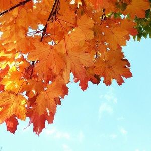 Meet your Posher, Nora