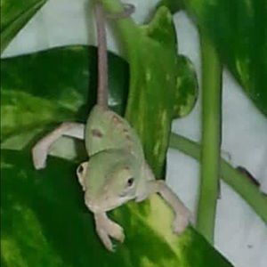 Meet your Posher, Sam