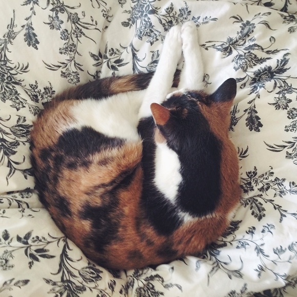 Hi lovelies, I'm Ashleigh! - Picture 8 of 9