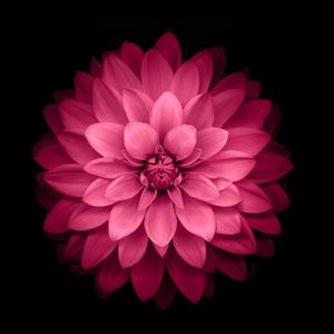 Meet your Posher, Vicki