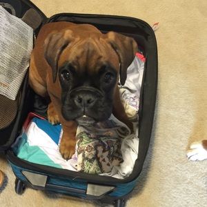 Meet your Posher, Windi