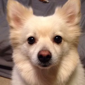 Meet your Posher, Austin