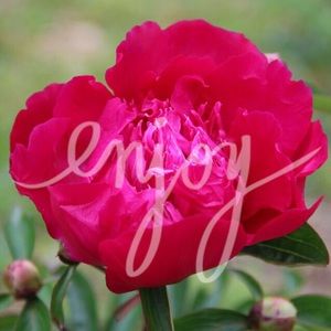 ❤️skirt for adubya84