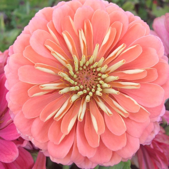 Meet your Posher, Grace