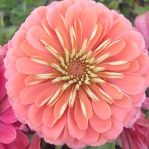 Meet your Posher, Grace