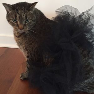 Meet your Posher, Sadie