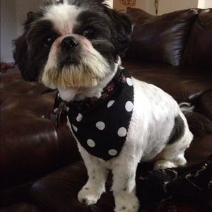 Meet your Posher, Molly